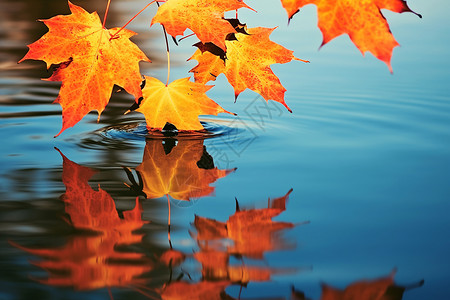 秋天中的美丽树叶背景图片