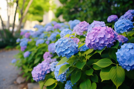 缤纷的花海背景图片