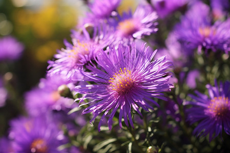 紫色的菊花背景图片