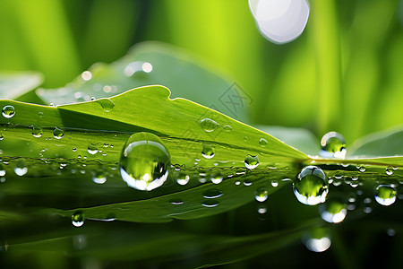 水滴洒落在绿叶上背景图片