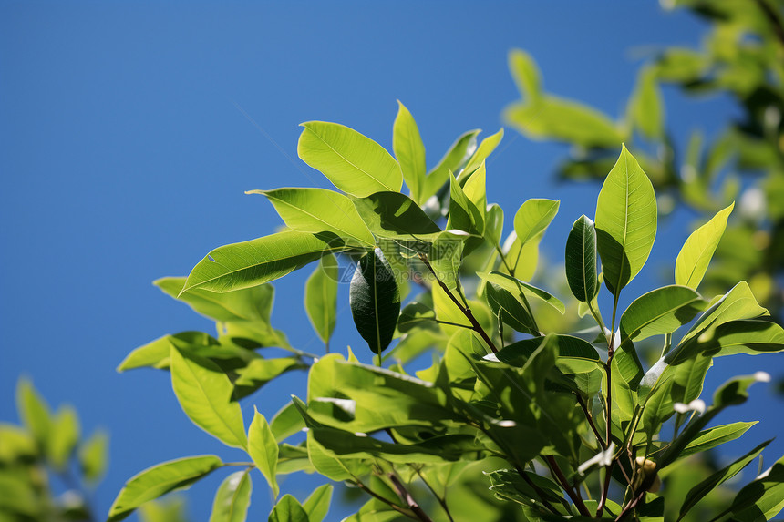 清新自然的夏季绿植图片