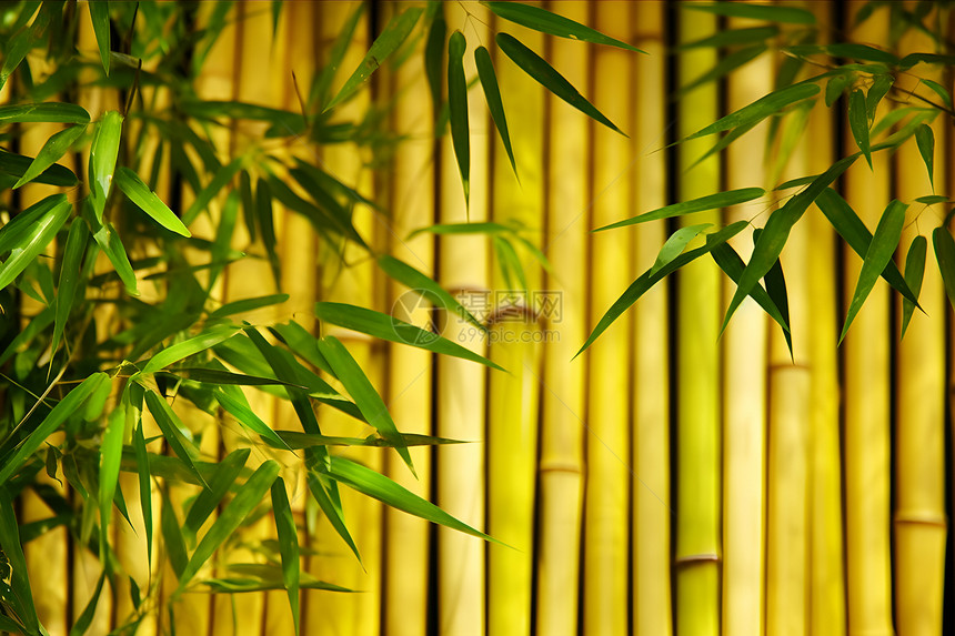 古香古色的竹林背景图片