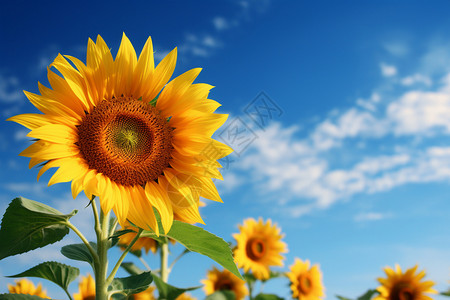 天空下的向日葵背景图片
