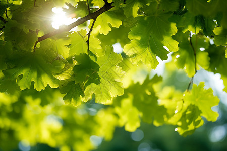 阳光透过森林中的绿叶背景图片
