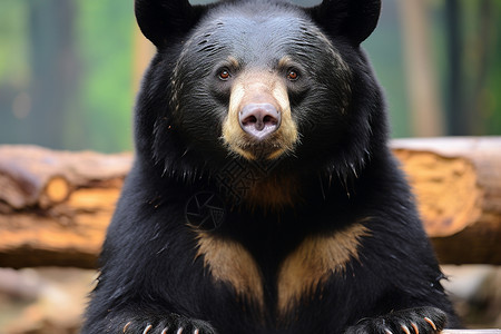 毛皮黑熊坐在森林中背景