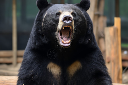 动物园的黑熊背景图片