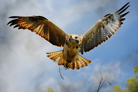 天空中翱翔的老鹰背景图片