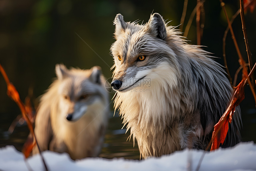 冬季的两只狼图片