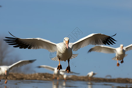 湖面上飞过的雁群背景图片