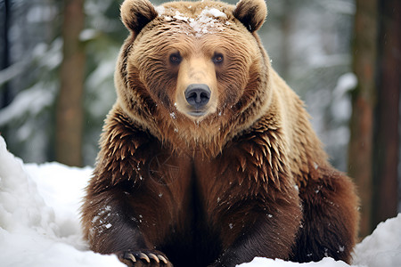 野生动物的棕熊高清图片