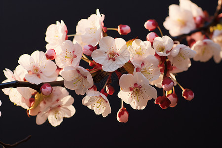 樱花盛开纯白花瓣背景图片