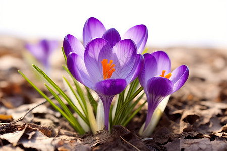 紫色的花朵藏红花绿叶高清图片