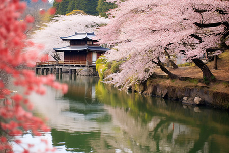 清幽京都樱花池畔背景图片