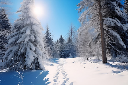 冬季的松树树林背景图片