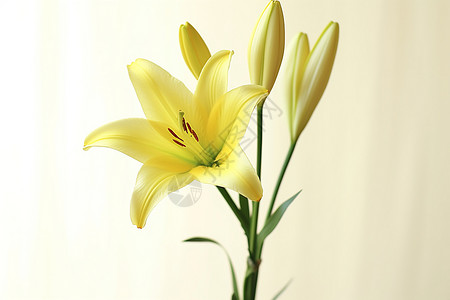 漂浮百合花朵一束黄色鲜花背景