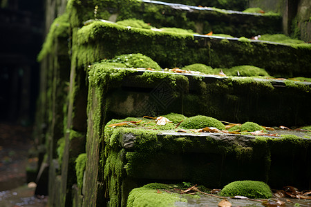绿色苔藓的台阶背景图片
