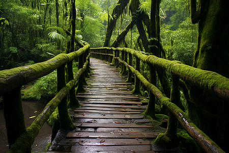 森林中的木桥背景图片