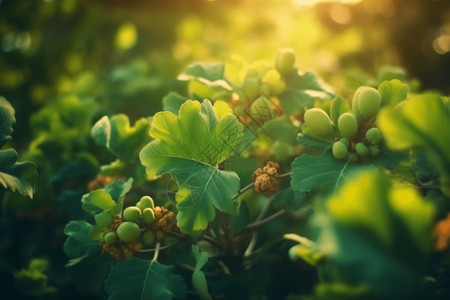 农业种植的无花果果园背景