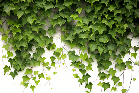 绿色藤蔓覆盖的百墙背景图片