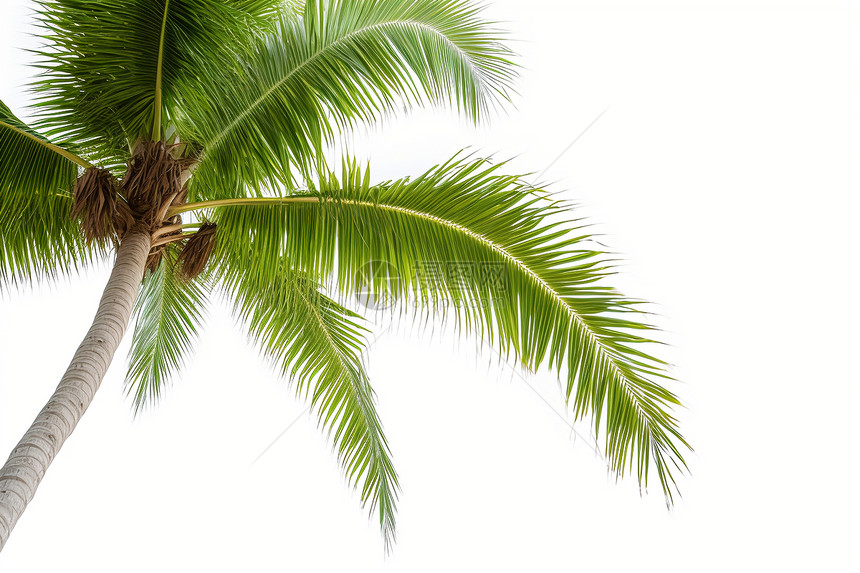 白色背景中的椰子树图片
