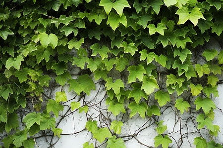 墙壁上的藤蔓和绿叶背景图片