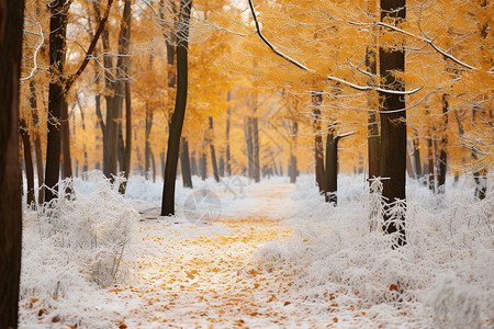 冬季的森林背景图片