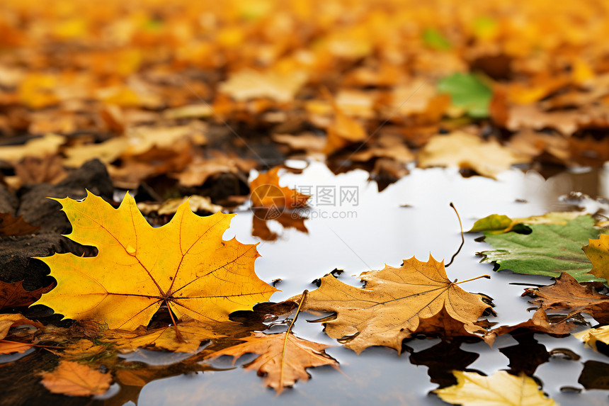 秋叶漂浮水面之上图片