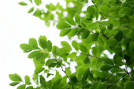 翠绿树枝背景图片
