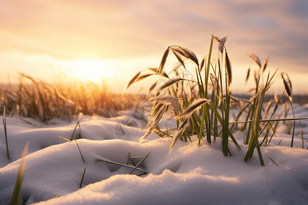 雪地植物冬季麦田背景