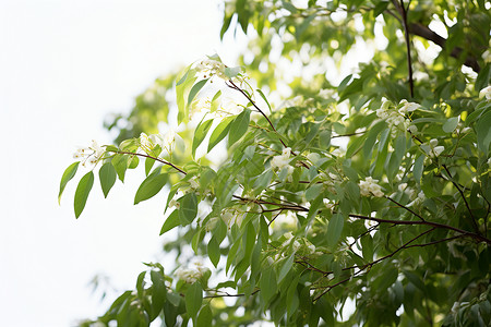 清新自然树叶背景图片