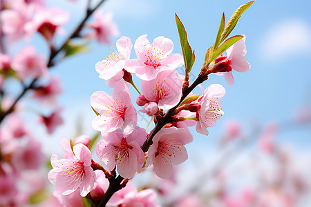 春日粉色花枝背景图片