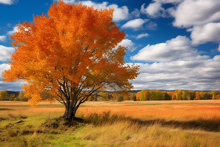 秋季户外的大树背景图片