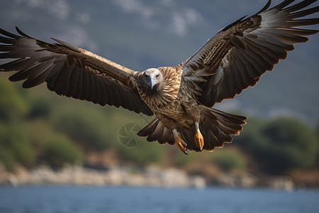 户外自由翱翔的秃鹫背景图片