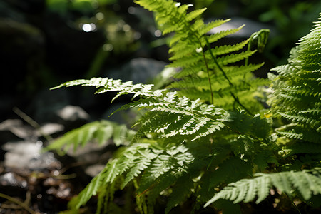 森林里的植物背景图片
