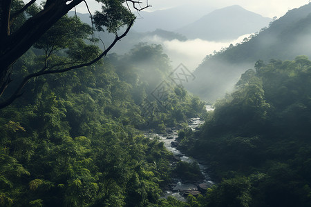 山林中的丛林河流背景图片