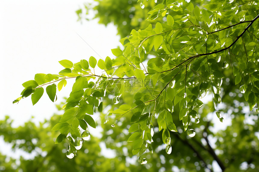 夏日森林中的的绿叶图片