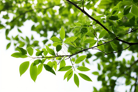 翠绿的枝叶背景图片