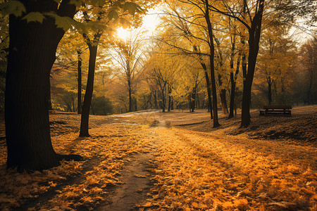 秋日林间步道背景图片