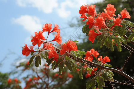 热带鲜花盛开背景图片