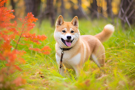 草地上可爱的秋田犬高清图片