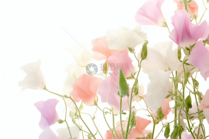 粉色与白色花朵图片