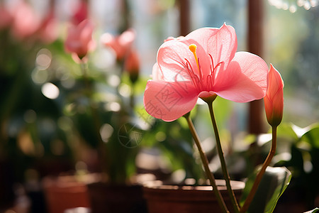 粉色花朵植物模糊高清图片