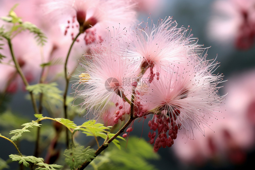 细枝上的花卉图片