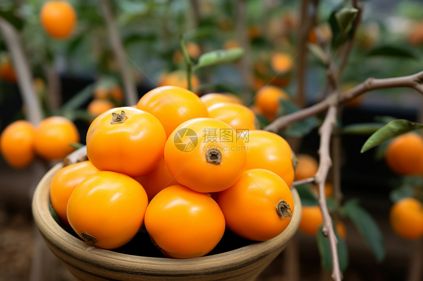 成熟的柿子水果图片