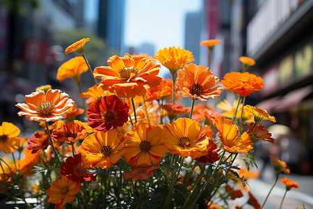 城市中的植物背景图片