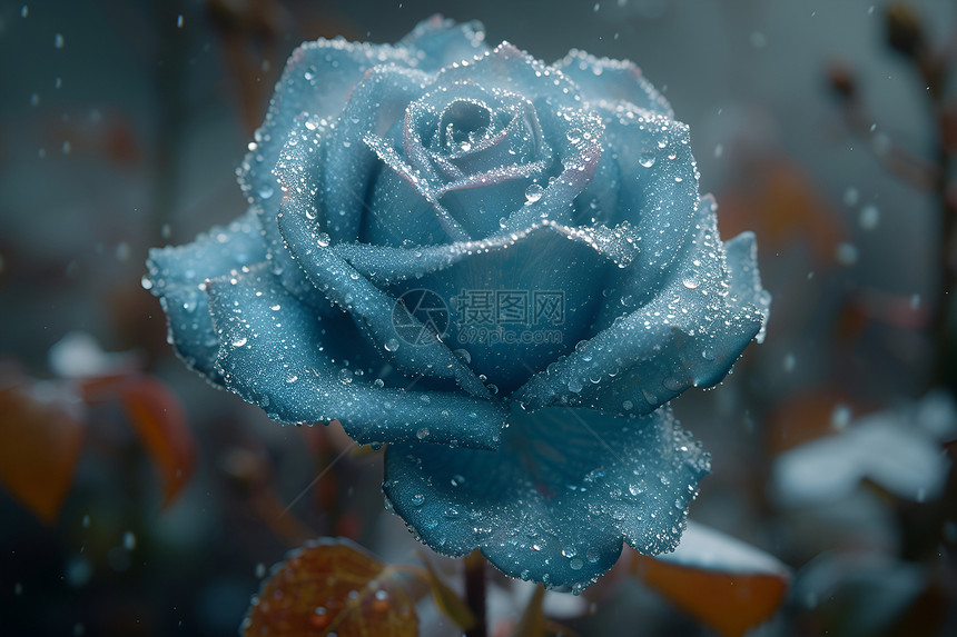 漂亮美丽的冰玫瑰图片