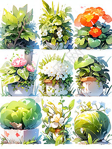 九种的植物花卉背景图片