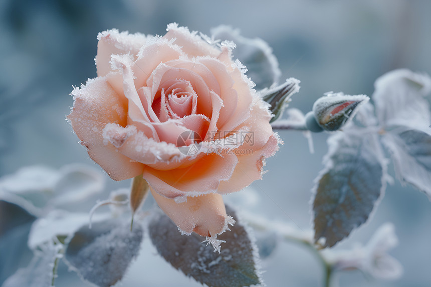 冰雕玫瑰永恒优雅图片