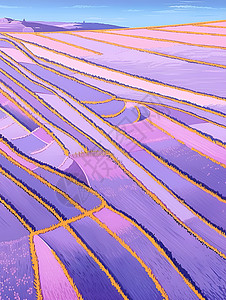 紫色薰衣草花海背景图片