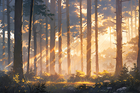 阳光穿过高大的森林背景图片